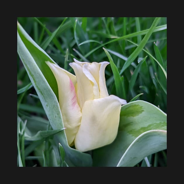 Tulip with bit of pink by AustaArt