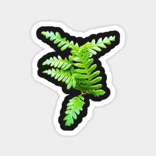 Fern Frond Fresh and Green Magnet