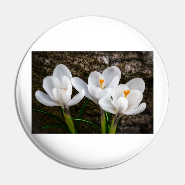 Three Crocus Pin by Robert Alsop