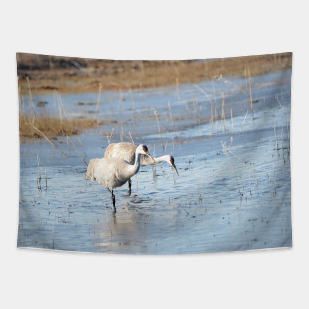 Sandhill Cranes Wading thru Malheur NWR Tapestry by DeniseBruchmanPhotography