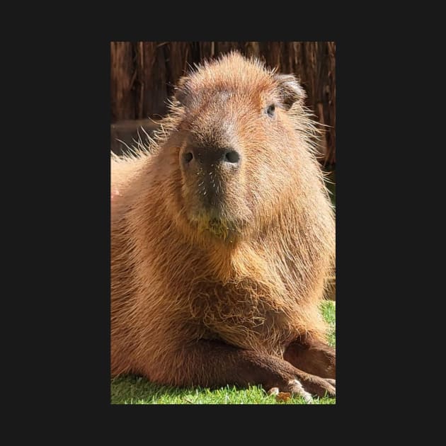 Capybara by Sharonzoolady