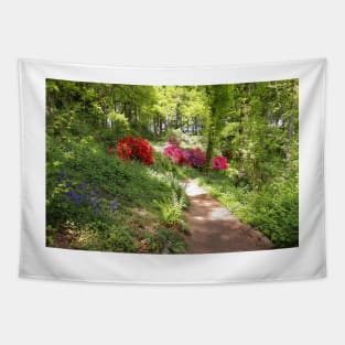 Woodland Footpath with Colourful Blossom in Spring Tapestry