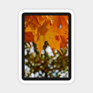 Hanging Orange Maple Leaves in Autumn Magnet