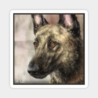 A Painting of a Brindled Dutch Shepherd Magnet