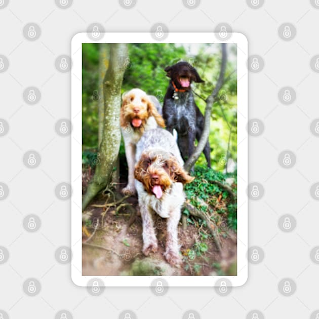 Windy in the woods Spinone Magnet by heidiannemorris