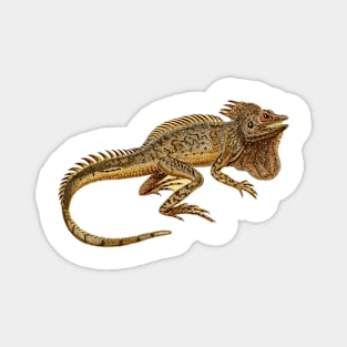 lizard Magnet