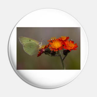 Sulphur butterfly - Algonquin Park, Canada Pin