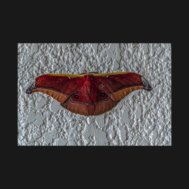 moth by likbatonboot