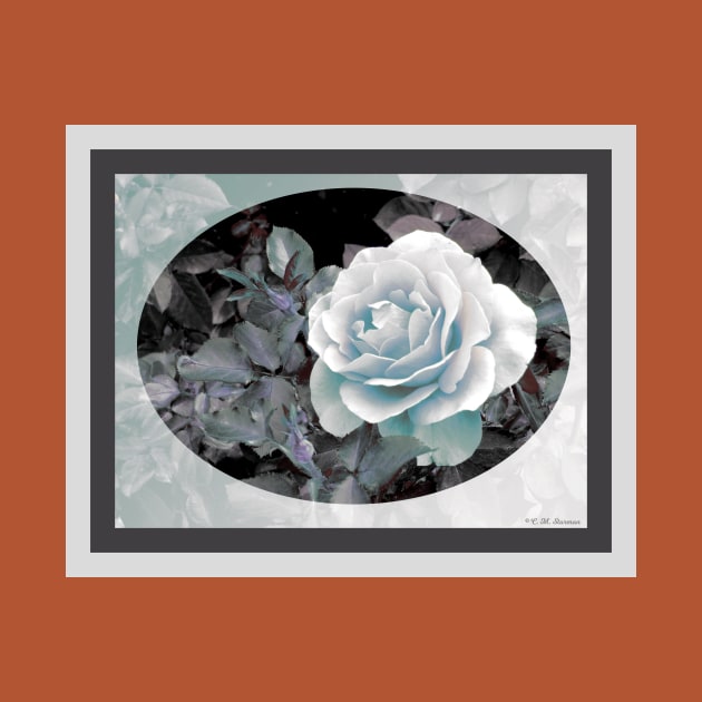 Blue-Gray Rose by csturman