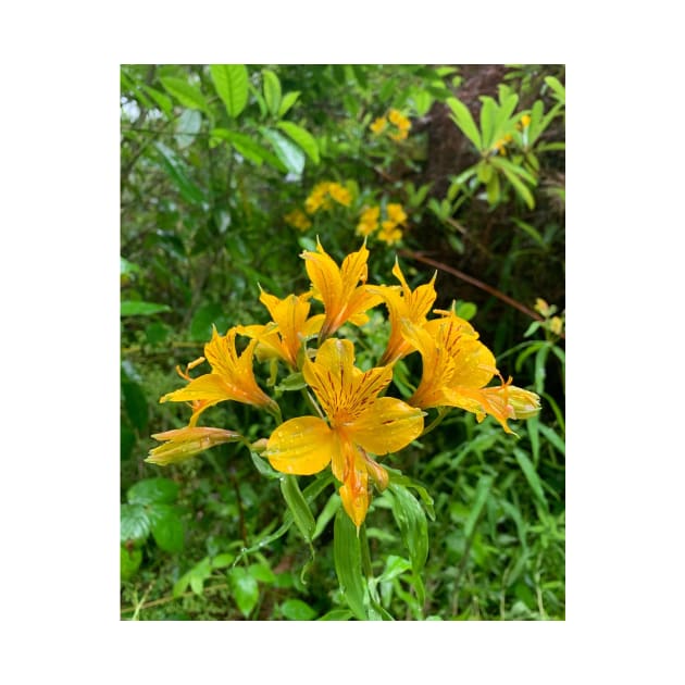 Lily in the rain by TerraDumont