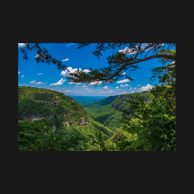 Cloudland Canyon by Ckauzmann