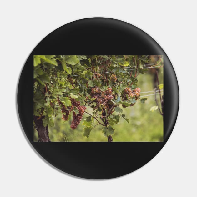 White wine in the vineyard Pin by M-Hutterer