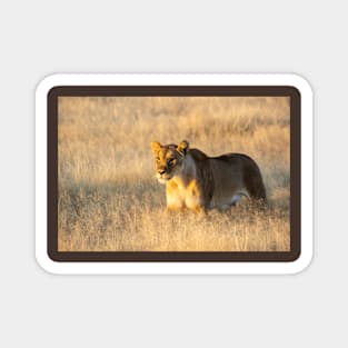 Lion in the grass. Magnet