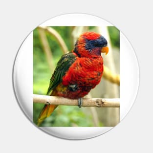 Rainbow Colored Lorikeet Bird posting in a Tree Pin