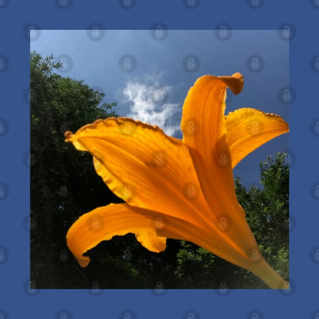 Orange Daylily against blue sky, summer garden by djrunnels