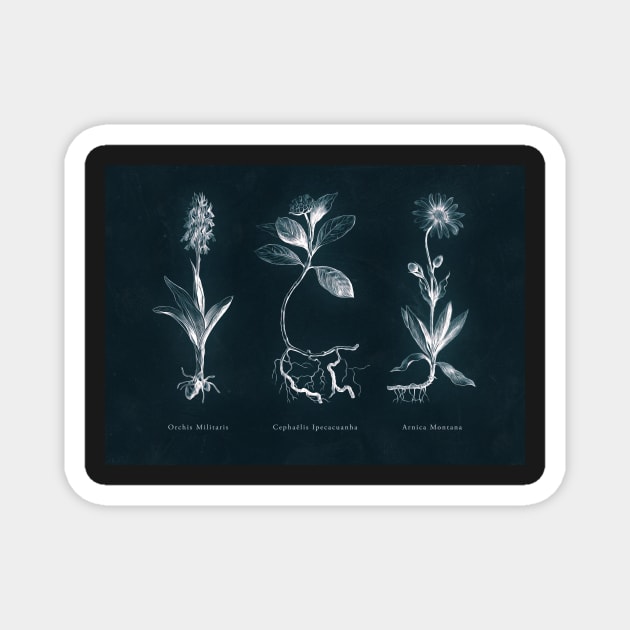 Cyanotype - Triptych 01 Magnet by PixelHunter