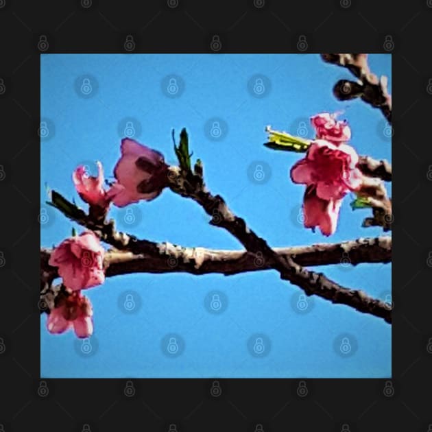 Peach Blossoms by Fitra Design