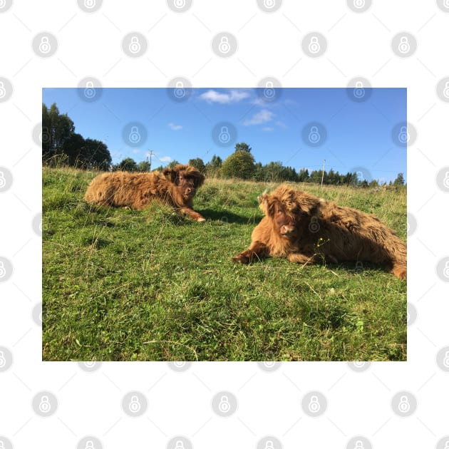 Scottish Highland Cattle Calves 1527 by SaarelaHighland