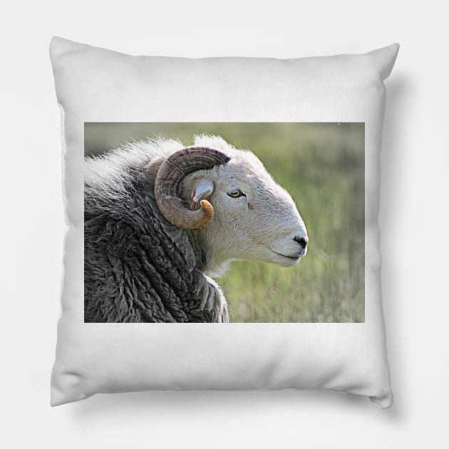 Herdwick Ram Pillow by Furtographic