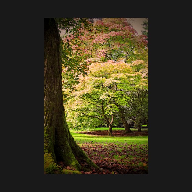 Autumn Acer Tree Westonbirt Arboretum Cotswolds Gloucestershire by AndyEvansPhotos