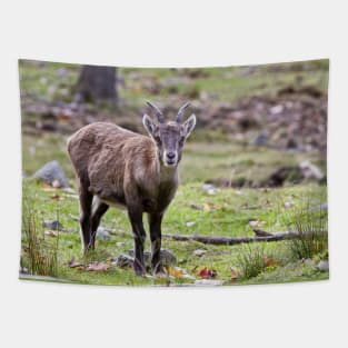 Baby Ibex Tapestry