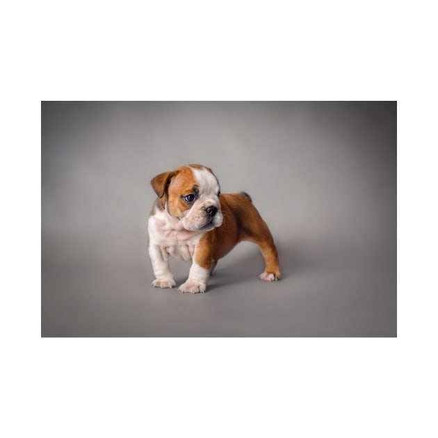 Bulldog puppy by PetsArt