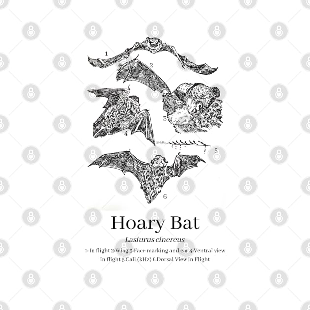 Hoary Bat Anatomy by Animal Surrealism