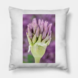 Allium stipitatum &#39;Violet Beauty&#39; Pillow