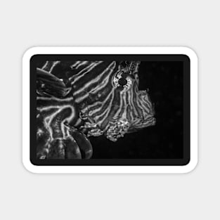 B&W Lion fish Magnet