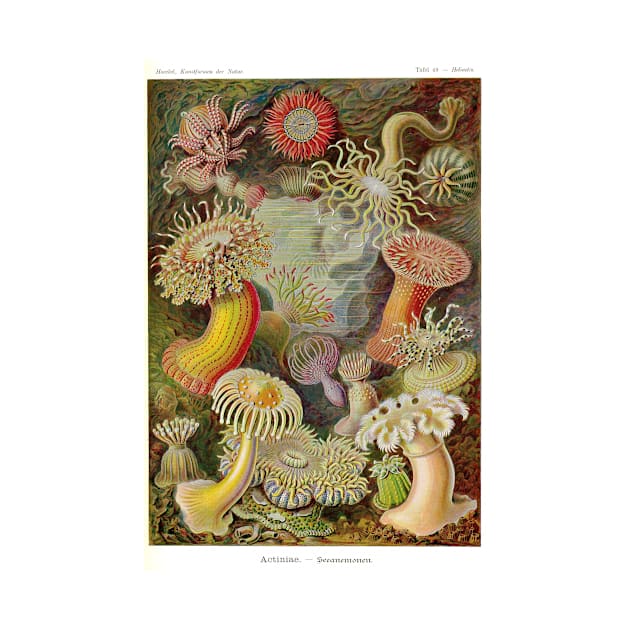 Ernst Haeckel Actiniae by pdpress