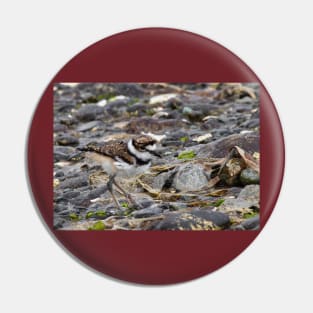 Baby Killdeer Chick Pin