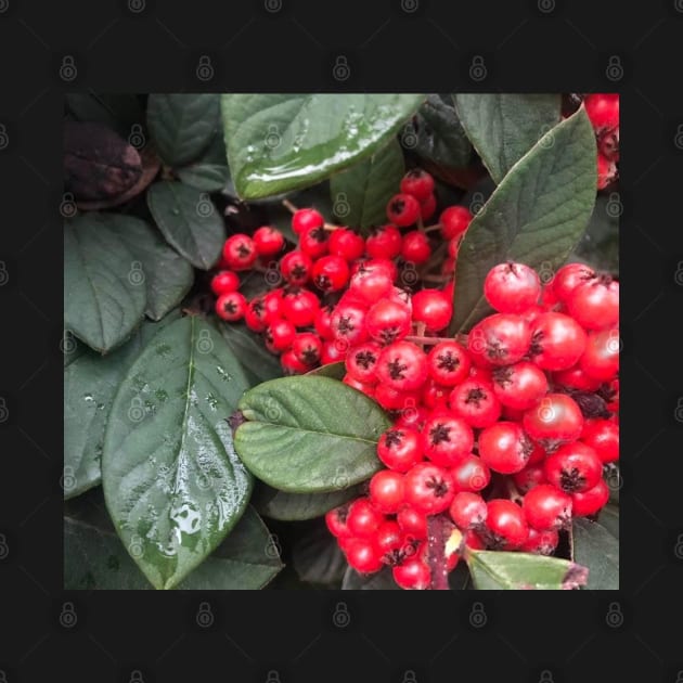 Red Christmas Berries of Harmony and Generosity by Photomersion