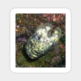 Sculptured Slipper Lobster on Coral Reef Magnet