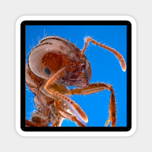 Fire Ant Magnet