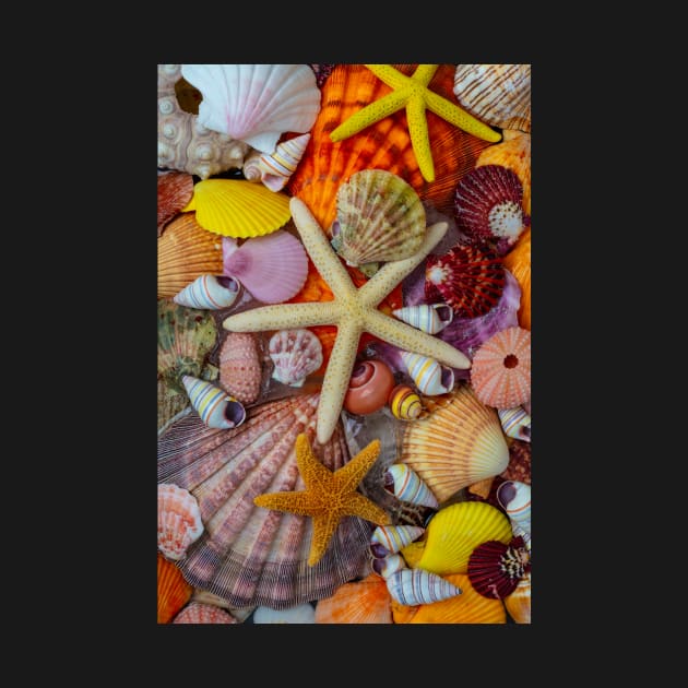 Pile Of Tropical Seashells And Starfish by photogarry