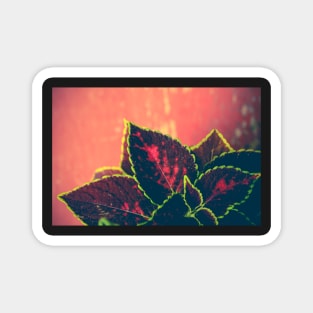 Coleus Leaves on Red Vintage Table Magnet