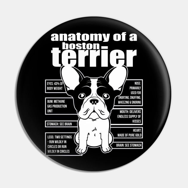 boston terrier wheezing