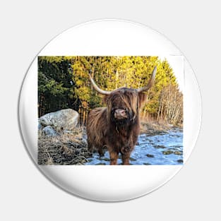 Scottish Highland Cattle Cow 2328 Pin