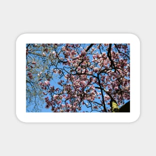 Blossoms and Pring Magnet