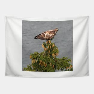 White tailed Eagle Tapestry