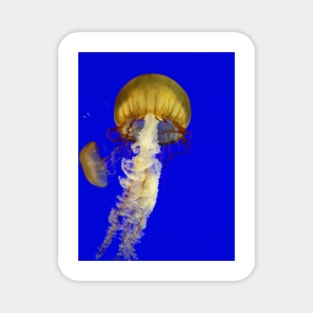 Jellyfish Magnet