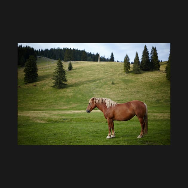 Brown horse on a pasture by naturalis