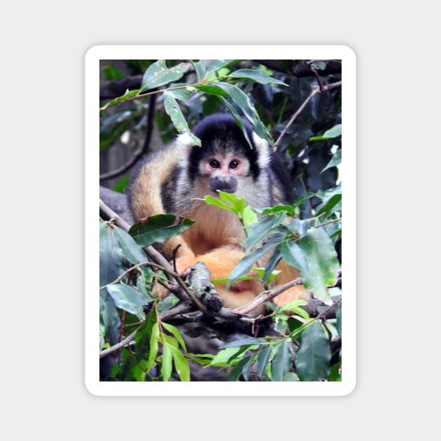 Squirrel Monkey Magnet by kirstybush