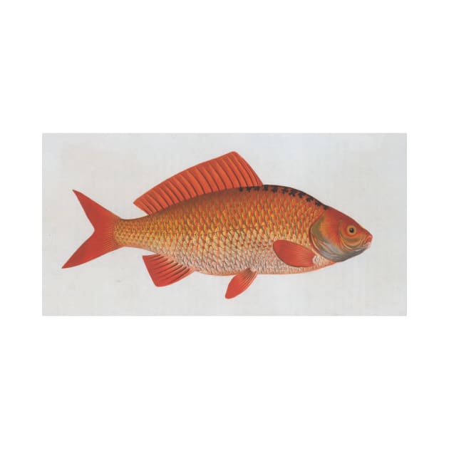 Vintage Illustration of a Goldfish (1785) by Bravuramedia