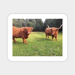 Scottish Highland Cattle Cow and Calf 2077 Magnet