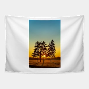 Conifers in the Sunset Tapestry