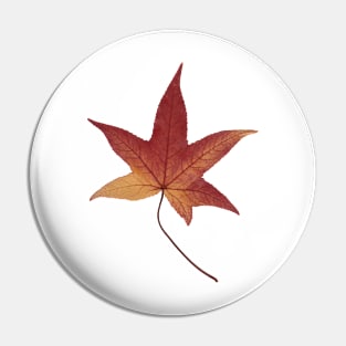 Red chestnut leaf from Brittany, France. Pin