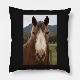 Rosie, the Clydesdale. Pillow