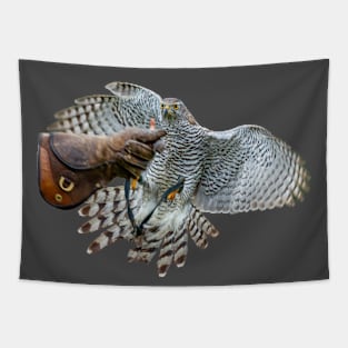 Young Goshawk in training Tapestry