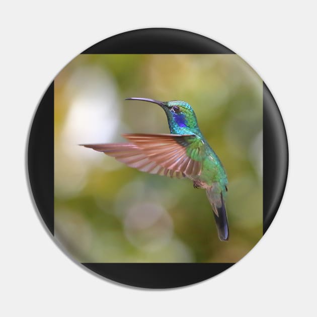 Green Violetear Hummingbird Pin by Carole-Anne